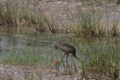 SandHill Crane with Chick
