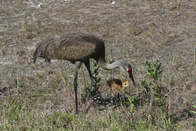Sanbdhill Crane chick sticking close to
        adult