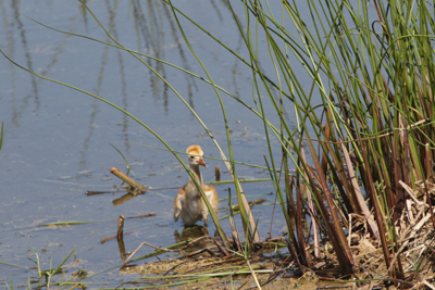 Sandhill Crane chick hiding