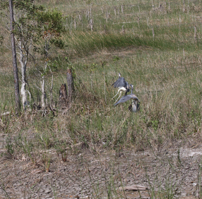 Tricolor Herons squabling