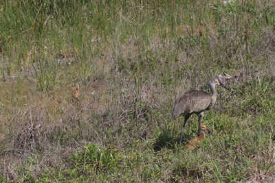 Second
        Chick looking away