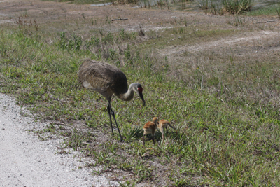 Second
        Chick gets up