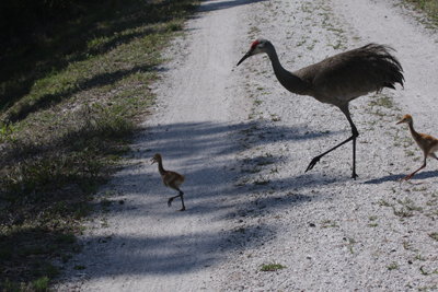 the other
        side