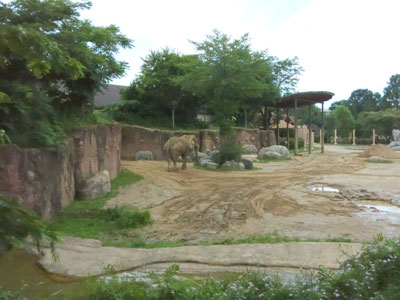 Elephant
