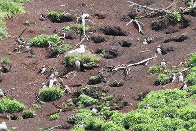 nesting puffins