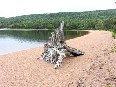 roots on beach
