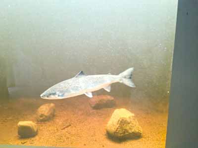 salmon in
        ladder