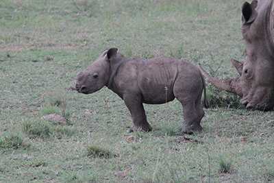 Rhino