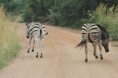 Zebra