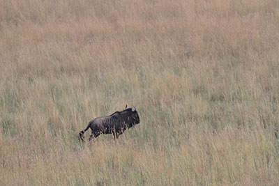 wildebeast from Balloon