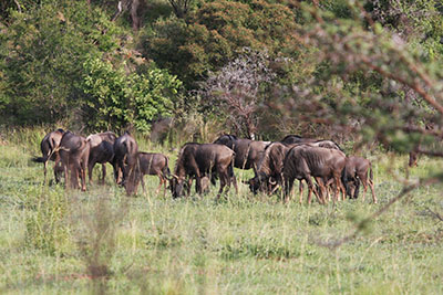 wildebeasts