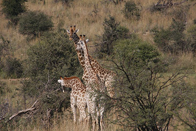 giraffes