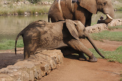 young elephant