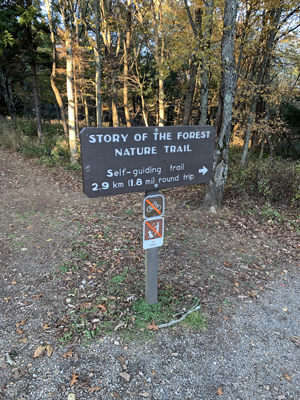 Story of the
        Forrest