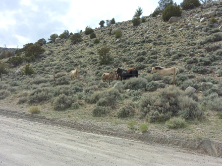 domesticated
        horses