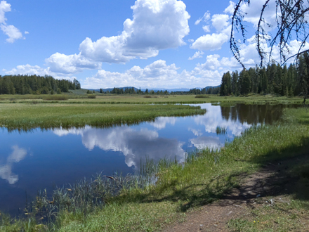 Heron Lake and
        Swan Pond