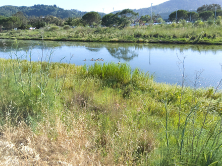 Pond
