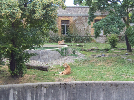 Lions