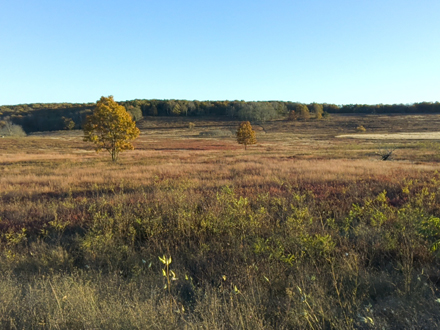 Big Meadow