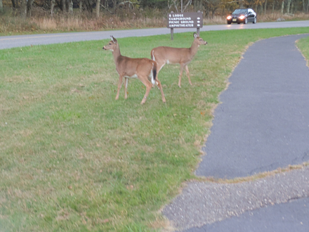 Deer