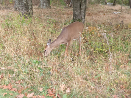 Deer