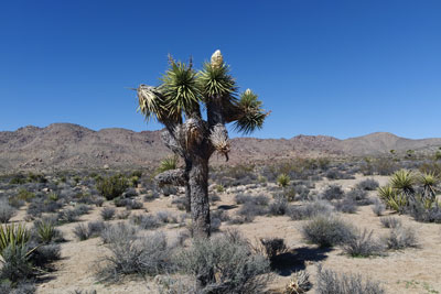 Joshua Tree