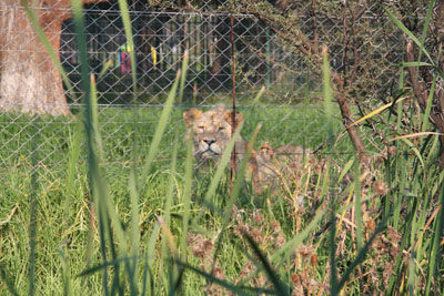 lion