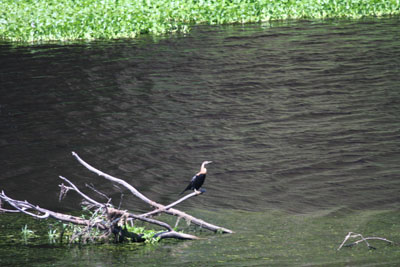 Darter
