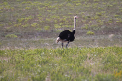 Ostrich