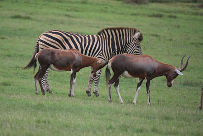 blesbok