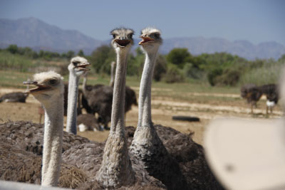 ostrich