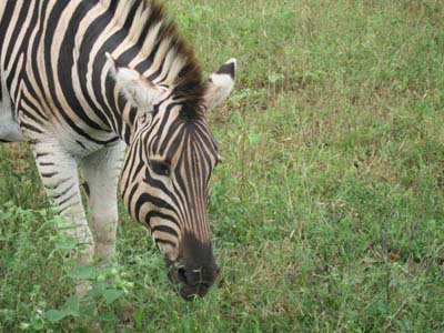 zebra