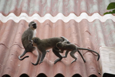 monkeys