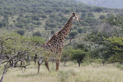 Giraffe