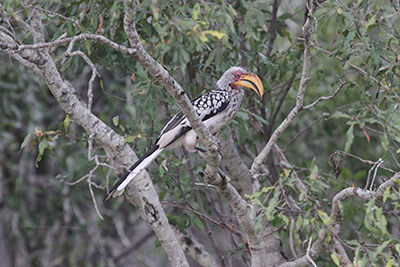 Toucan