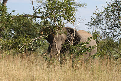 Elephant