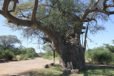 old tree