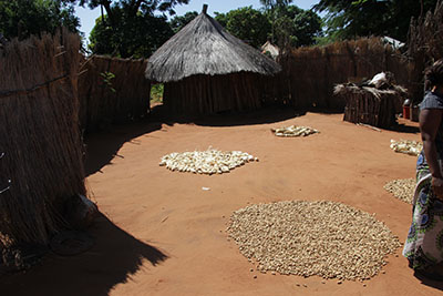 corn drying