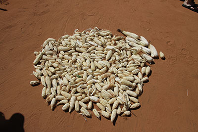 corn drying